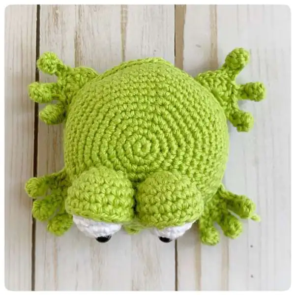 Close-up of frog belly and stitches